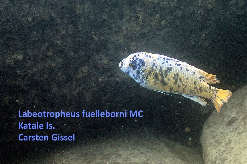 Labeotropheus fuelleborni 'Katale Island'